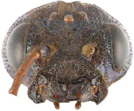   Sirex nitidus  female face; photo by H. Goulet, CNC 
